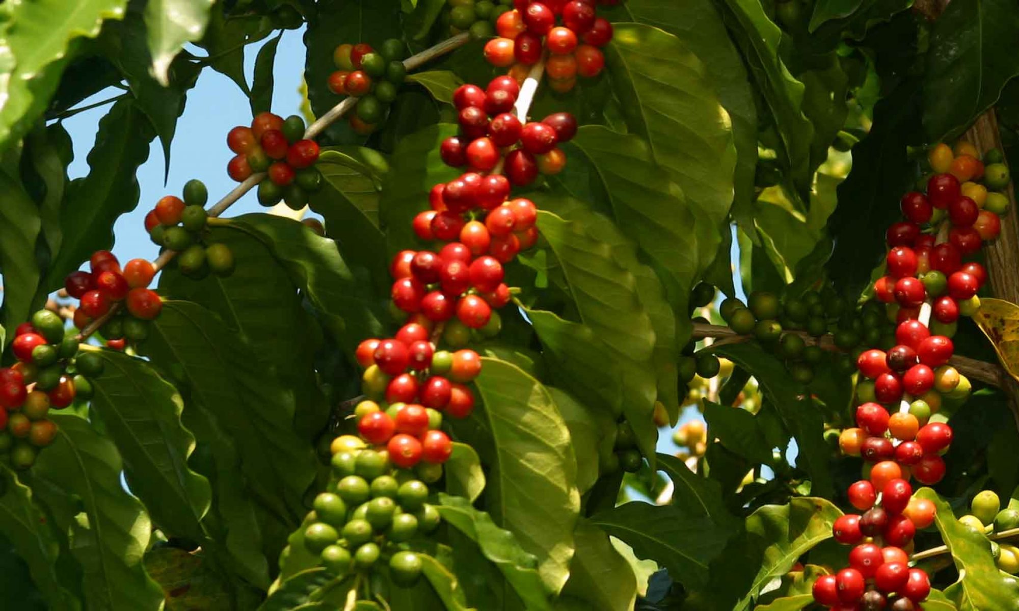 Coffee Harvest Season -Red Kona Coffee Cherries ready for hand picking