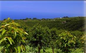 Kona Coffee Plantation