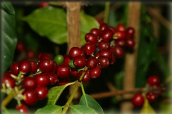 Ripe Kona beans ready for picking.