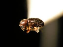 Bearer Borer Beetle