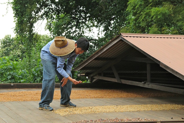 Drying coffee on a hoshidana