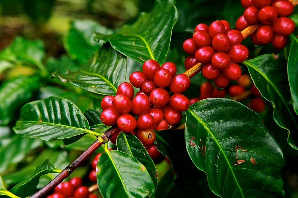 What Makes Kona Coffee Special