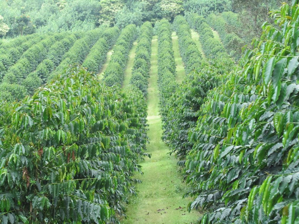 Kona Coffee Plantations