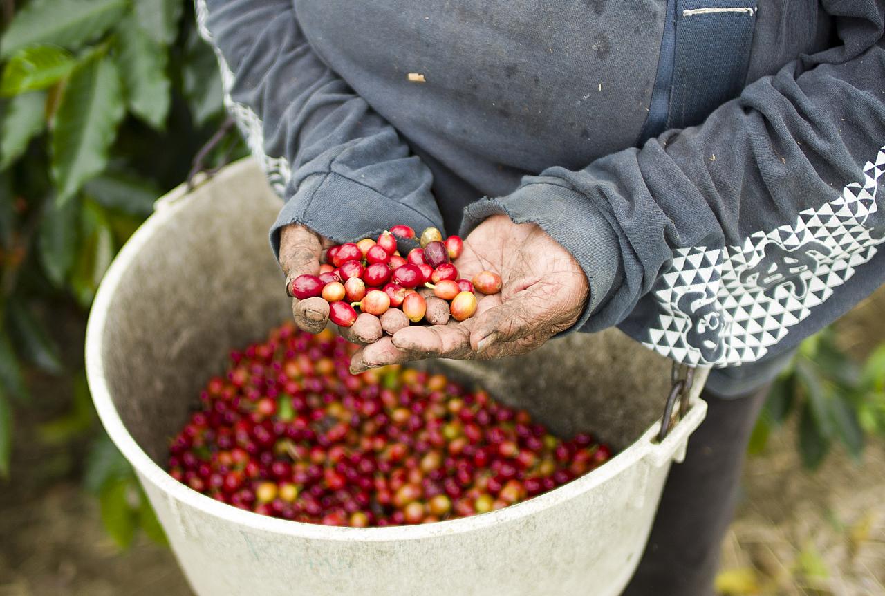 learn about hawaiian coffee varieties